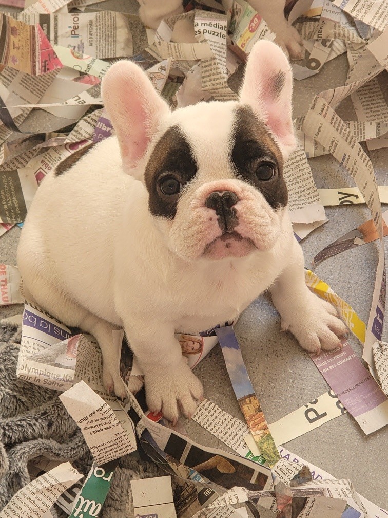 Des Fontaines Du Bérange - Chiot disponible  - Bouledogue français