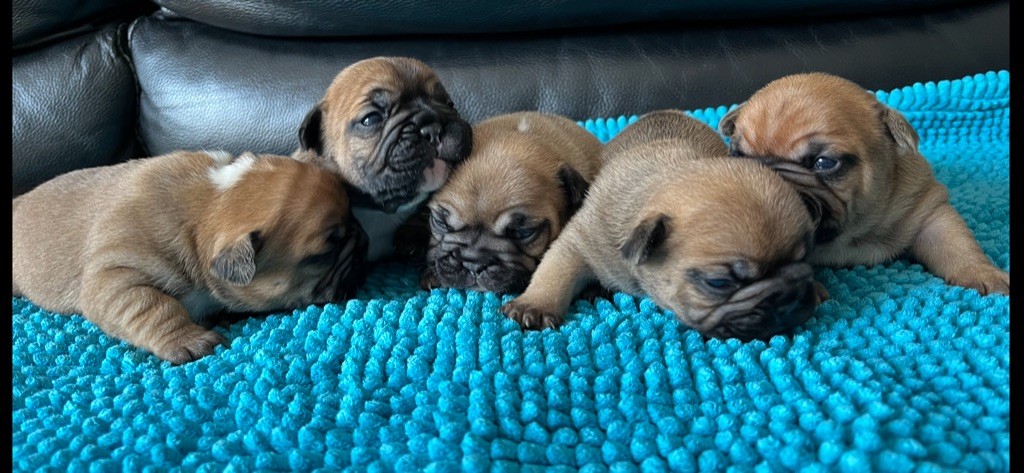 Chiot Bouledogue français Des Fontaines Du Bérange