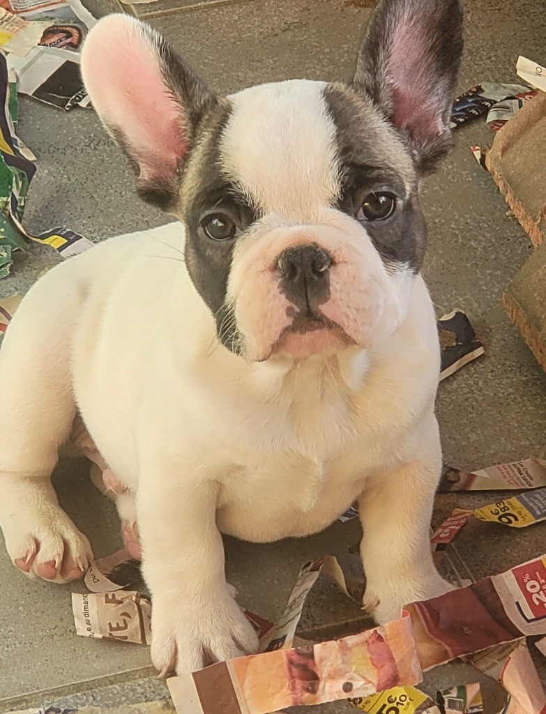 Des Fontaines Du Bérange - Chiots disponibles - Bouledogue français
