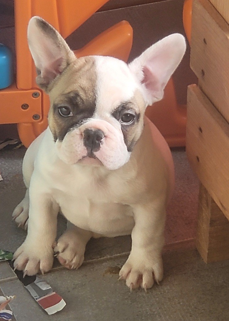 Des Fontaines Du Bérange - Chiots disponibles - Bouledogue français