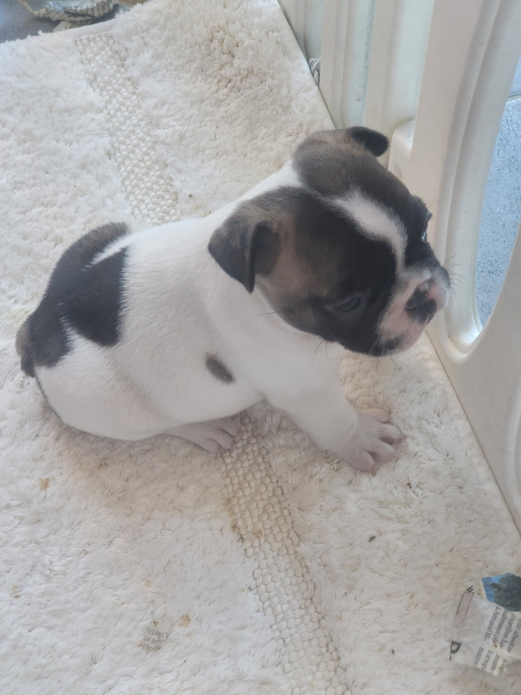 Des Fontaines Du Bérange - Chiots disponibles - Bouledogue français