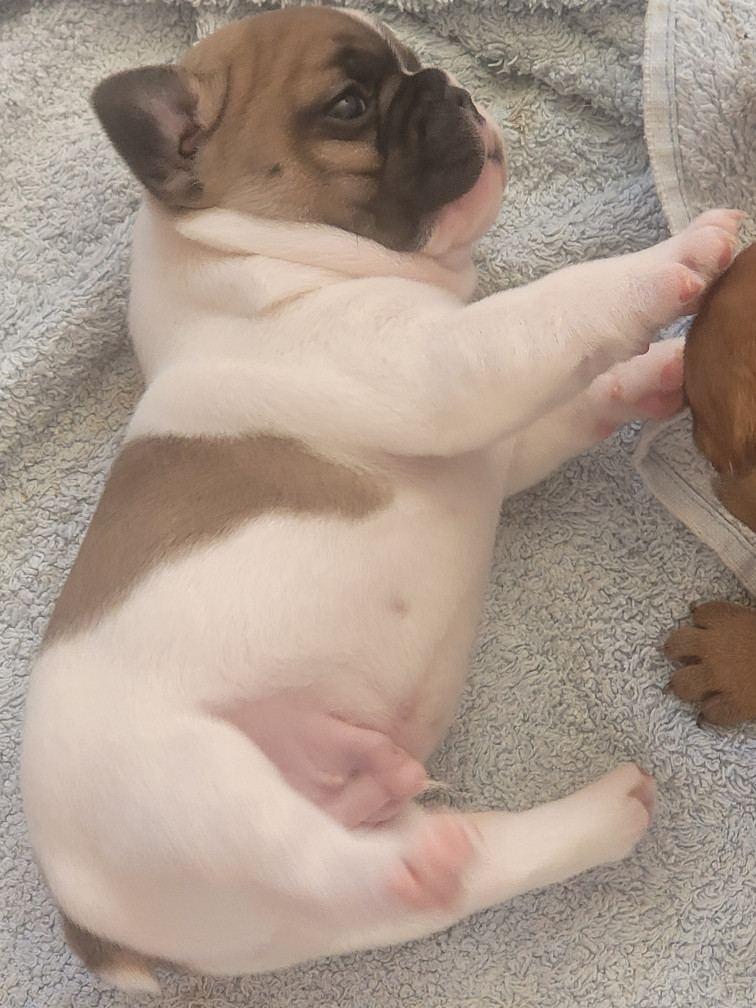 Des Fontaines Du Bérange - Chiots disponibles - Bouledogue français