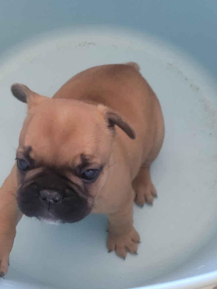 Des Fontaines Du Bérange - Chiots disponibles - Bouledogue français