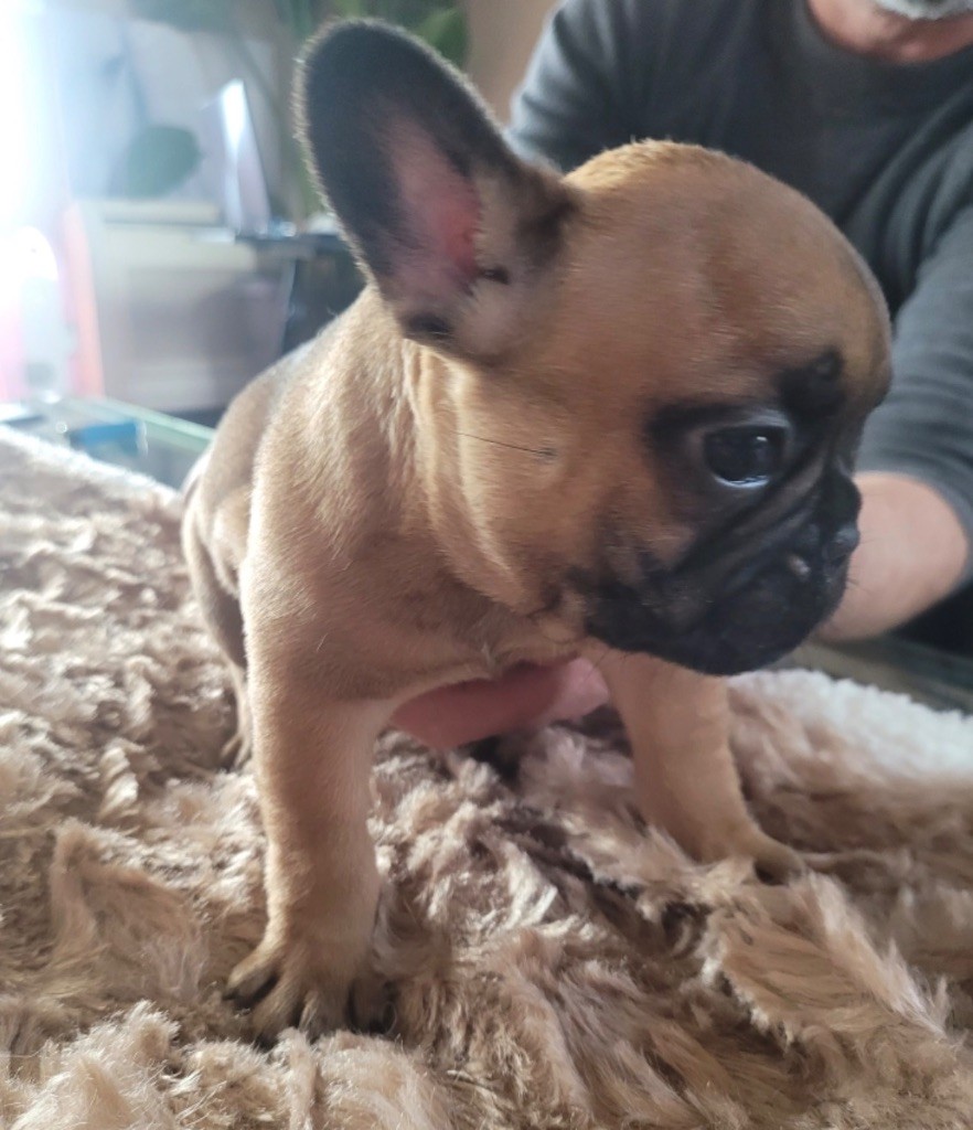 Des Fontaines Du Bérange - Chiots disponibles - Bouledogue français