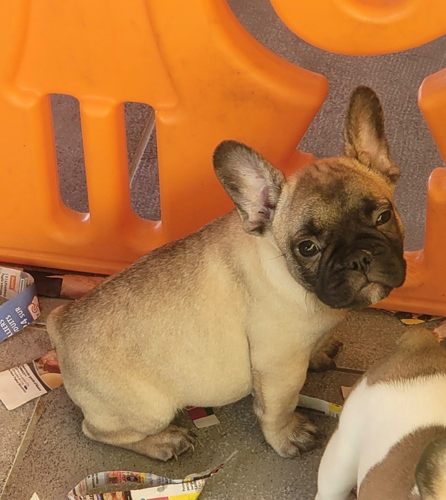 Des Fontaines Du Bérange - Chiots disponibles - Bouledogue français