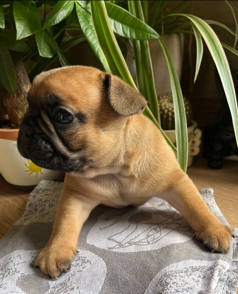 Des Fontaines Du Bérange - Bouledogue français - Portée née le 08/08/2025
