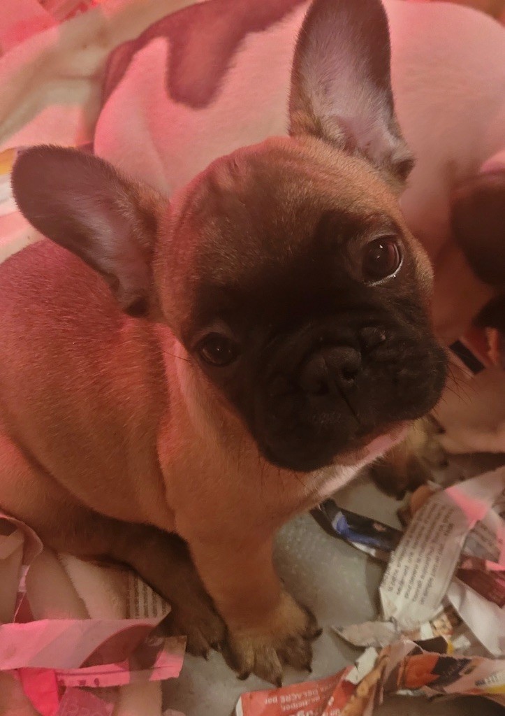 Des Fontaines Du Bérange - Chiots disponibles - Bouledogue français