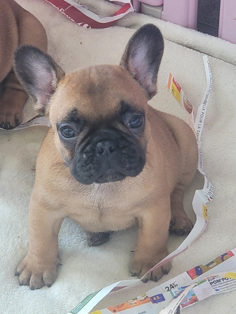 Des Fontaines Du Bérange - Chiots disponibles - Bouledogue français